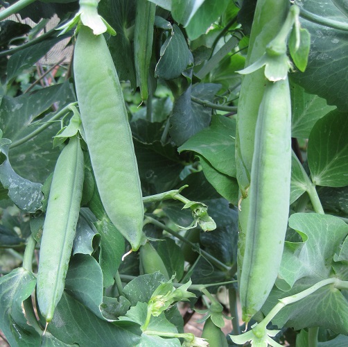 March Delivery finished image